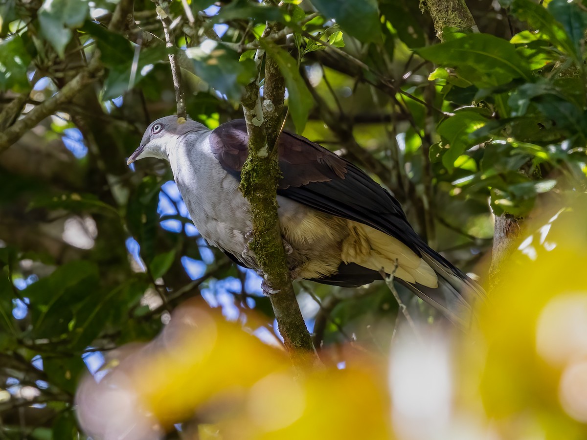 Mountain Imperial-Pigeon - ML500169581