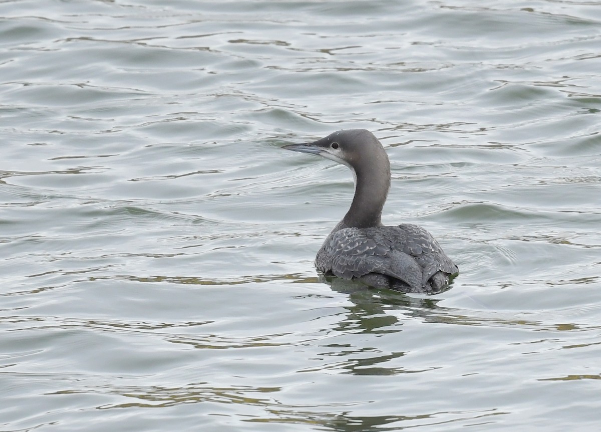 Pacific Loon - ML500169781