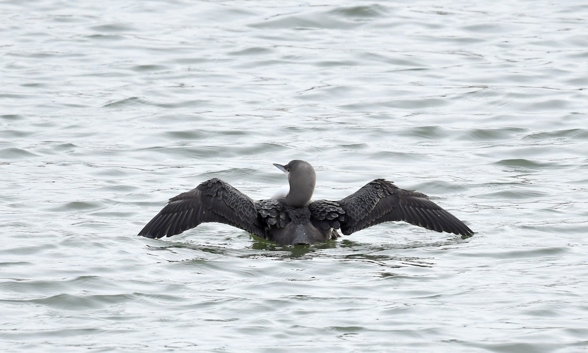 Pacific Loon - Jeanne Burnham