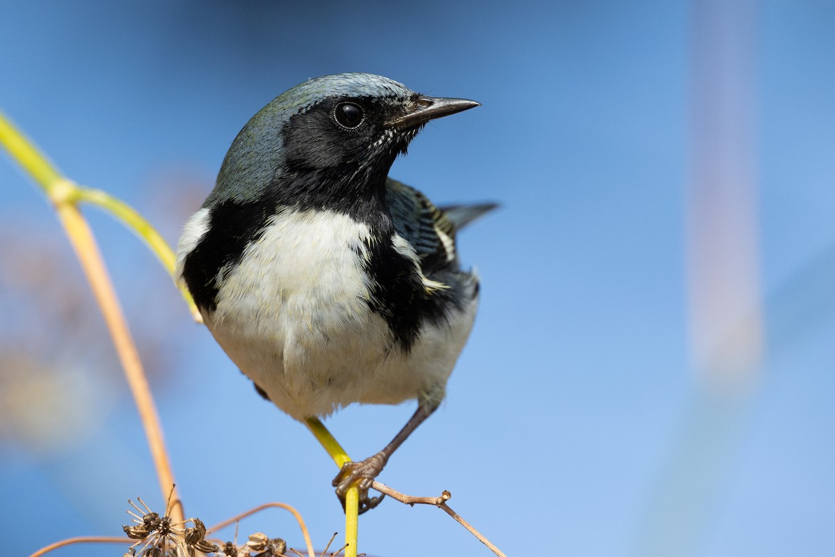 Black-throated Blue Warbler - Dan Marks