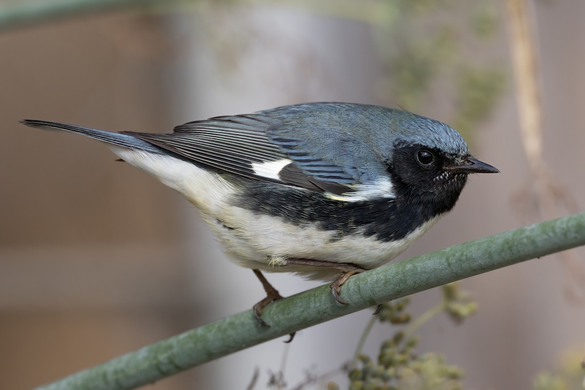 Black-throated Blue Warbler - ML500170141