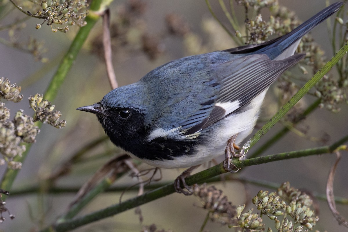Black-throated Blue Warbler - ML500170271