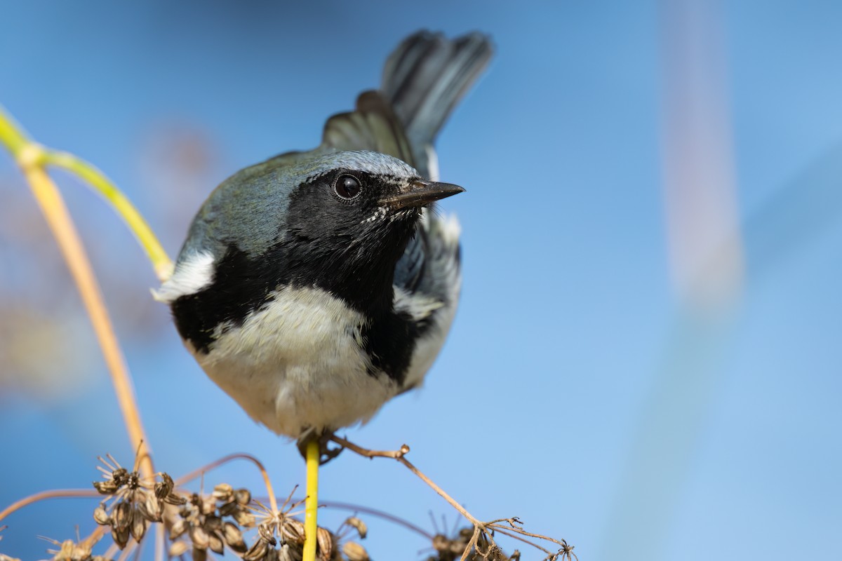 Black-throated Blue Warbler - ML500170321