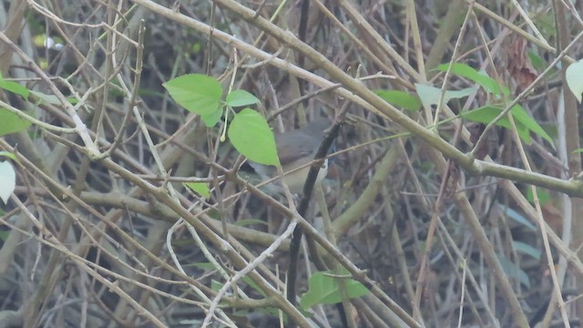 Himalayan Rubythroat - ML500170371