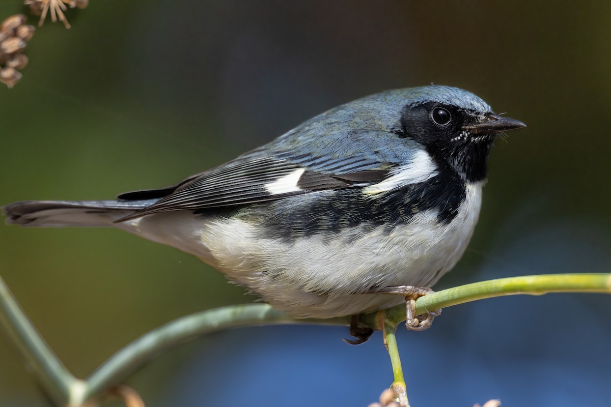 Black-throated Blue Warbler - ML500170421