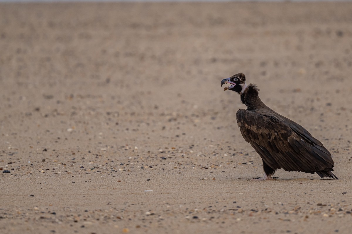 Cinereous Vulture - AREF ALAWADHI