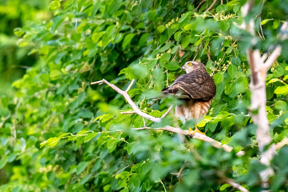 Eurasian Sparrowhawk - ML500171291