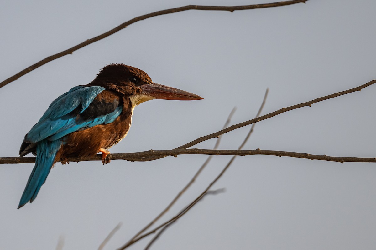 White-throated Kingfisher - ML500171441