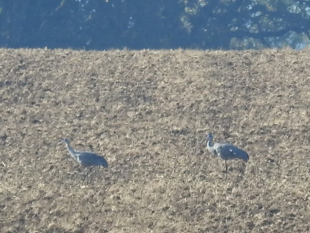 Sandhill Crane - ML500171601