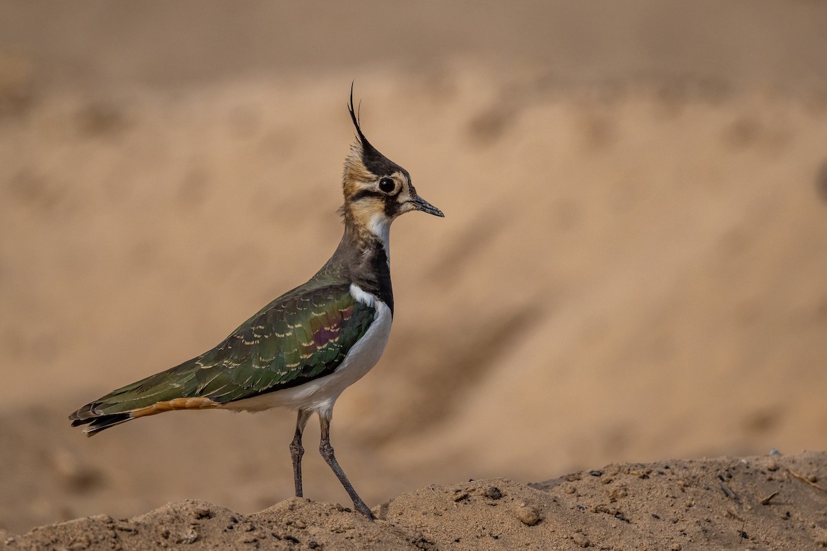 Northern Lapwing - AREF ALAWADHI