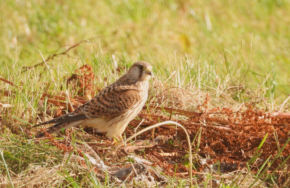 Eurasian Kestrel - ML500173471