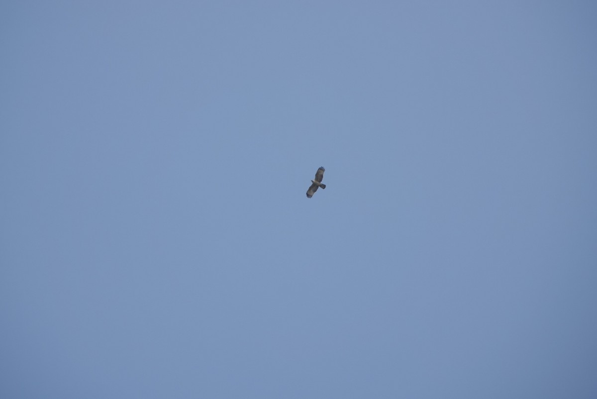 Oriental Honey-buzzard - ML500173961