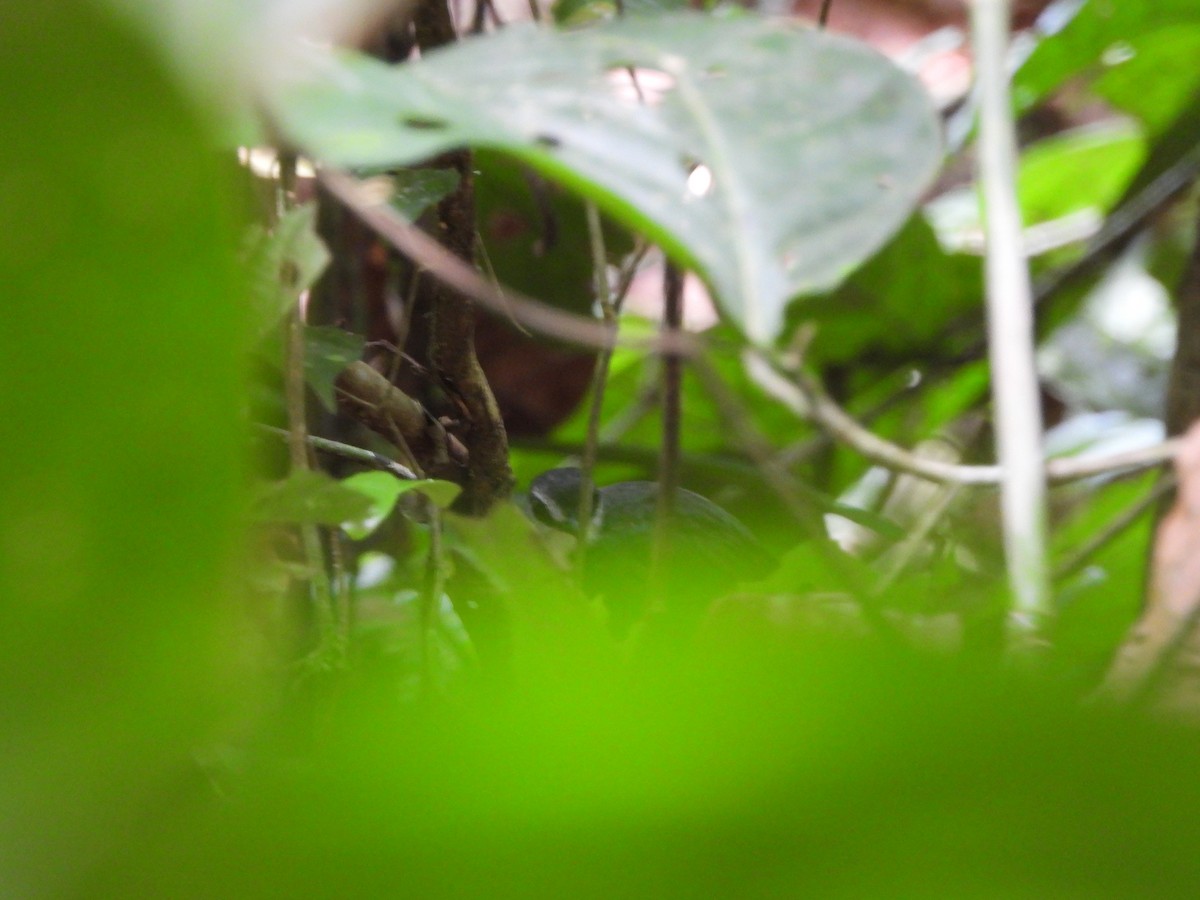 Lunulated Antbird - Juan Aguilar