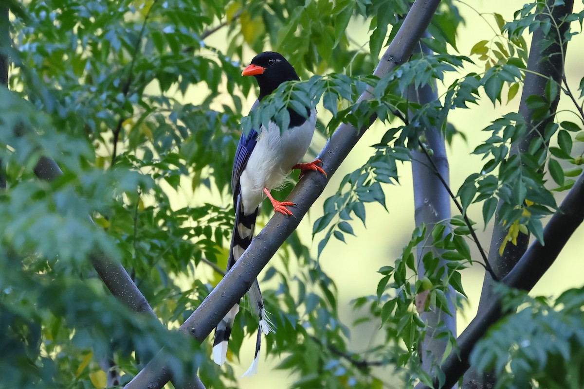 Red-billed Blue-Magpie - ML500176341