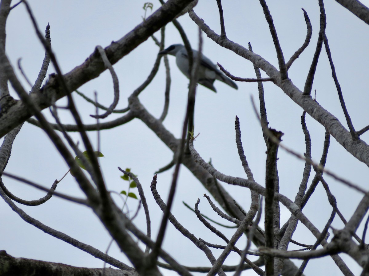 Boyer's Cuckooshrike - ML50017751