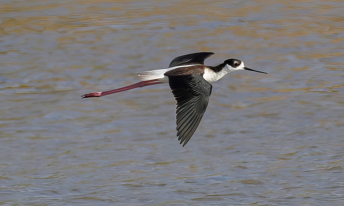 Black-necked Stilt - ML500177531