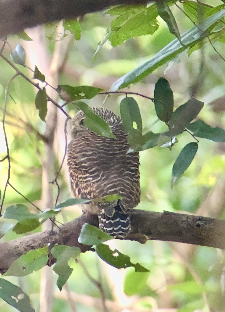 Asian Barred Owlet - ML500177991