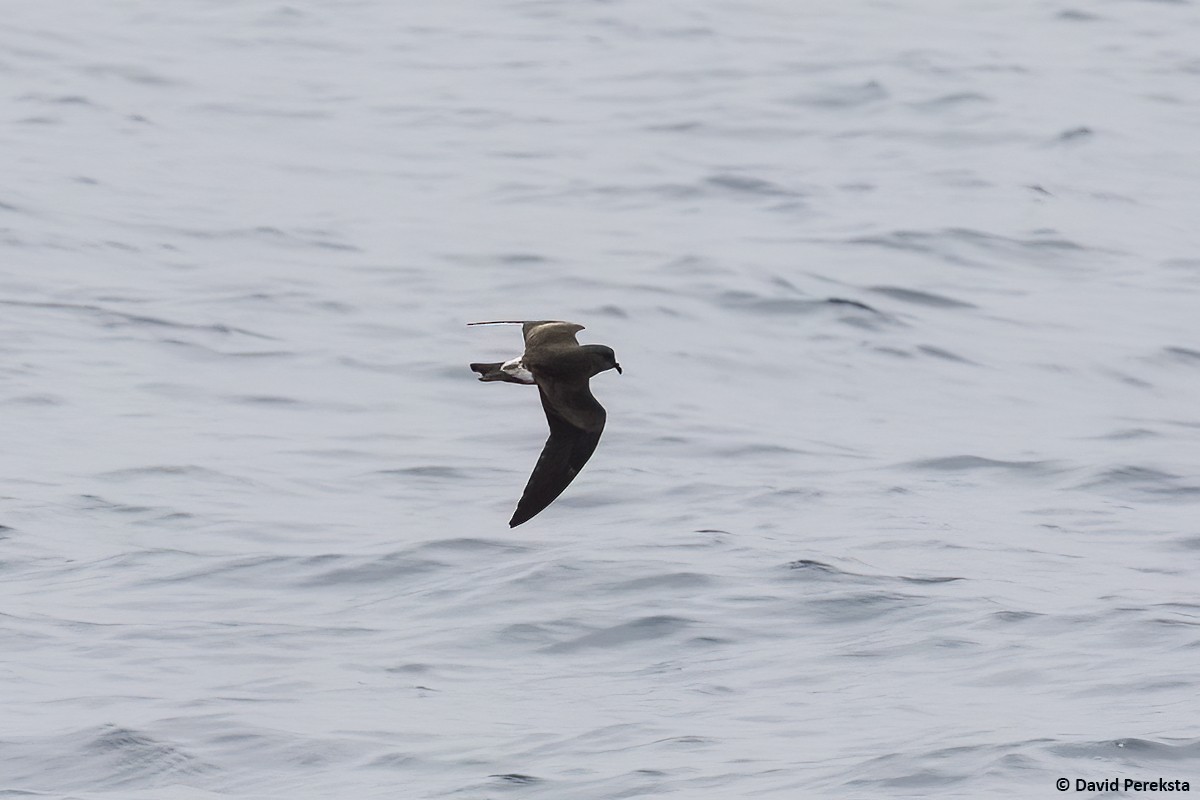 Townsend's Storm-Petrel - ML500178461