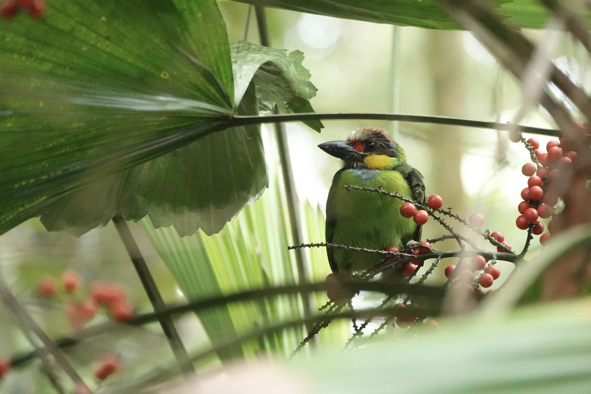 Gold-whiskered Barbet - ML500179631