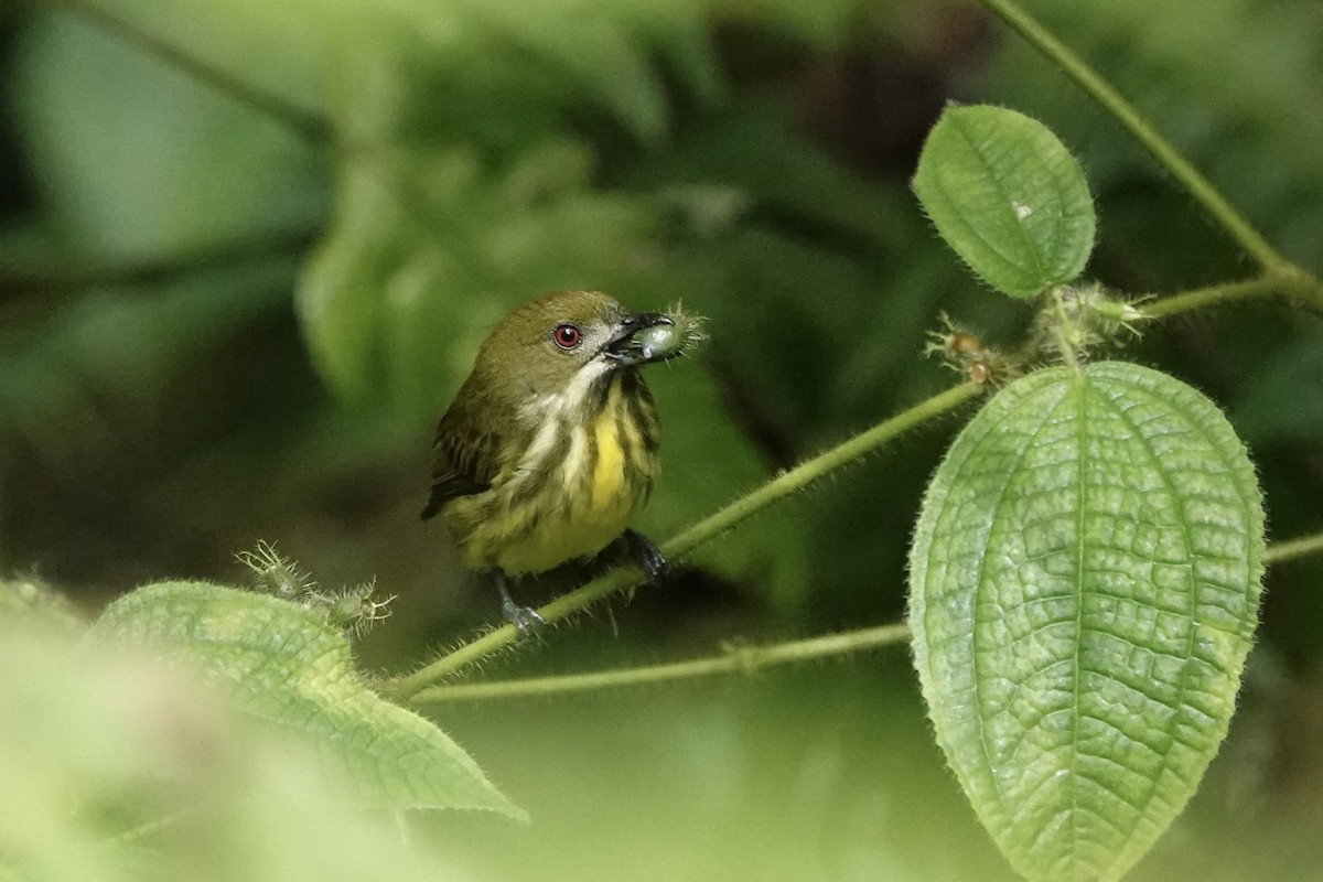 Yellow-breasted Flowerpecker - ML500180161