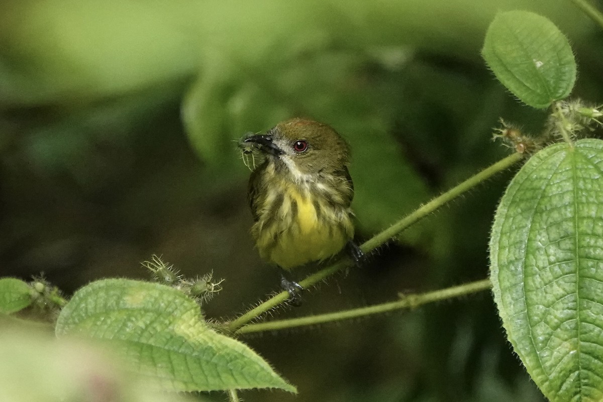 Yellow-breasted Flowerpecker - Ping Ling Tai