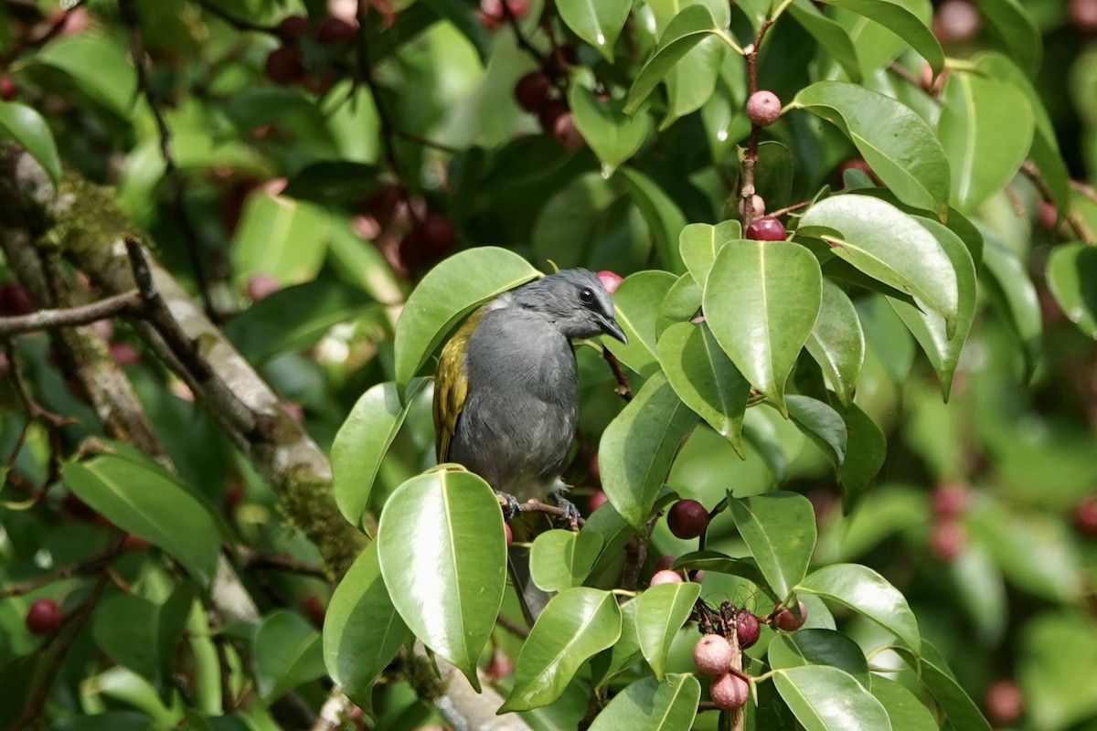 Gray-bellied Bulbul - ML500180301