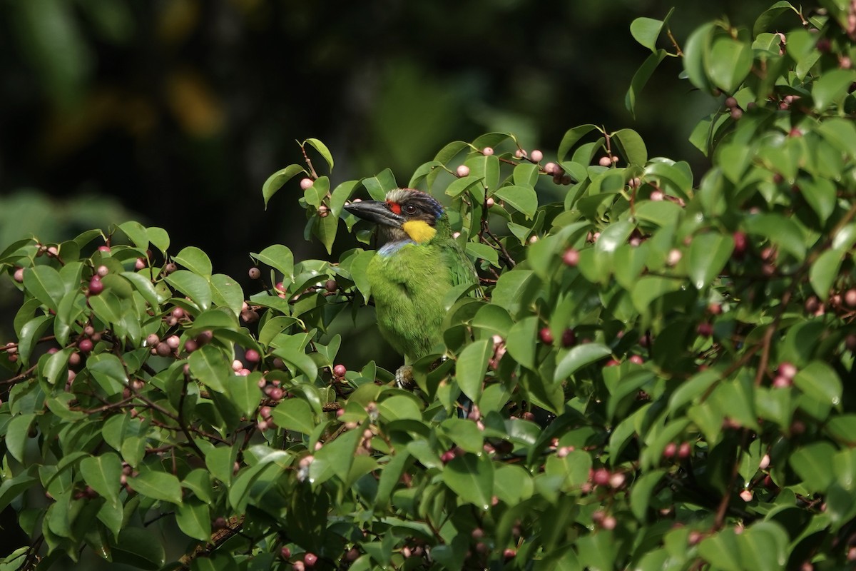 Barbudo Carigualdo - ML500180471