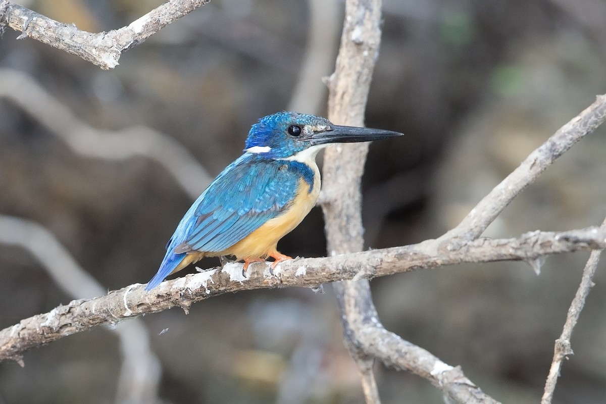 Half-collared Kingfisher - ML500181331