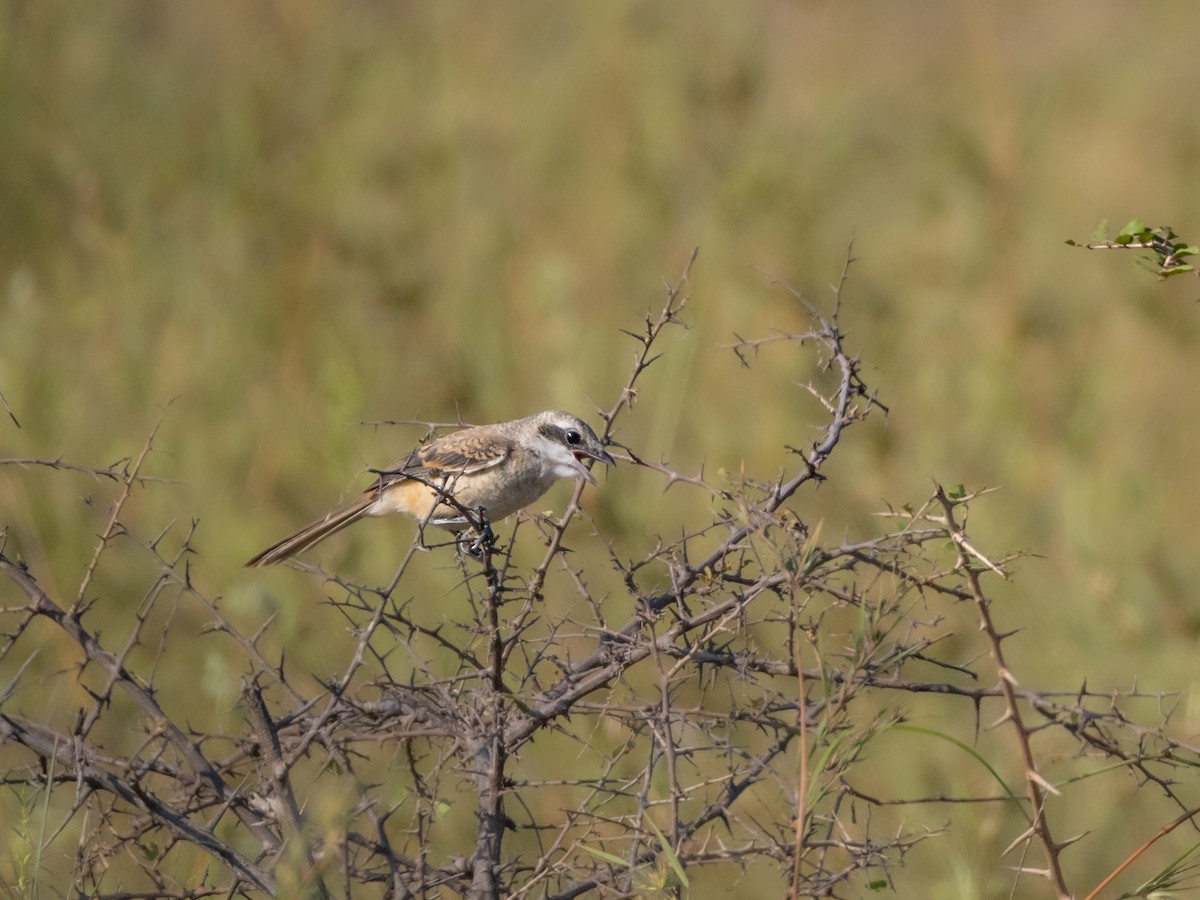 Long-tailed Shrike - ML500183011