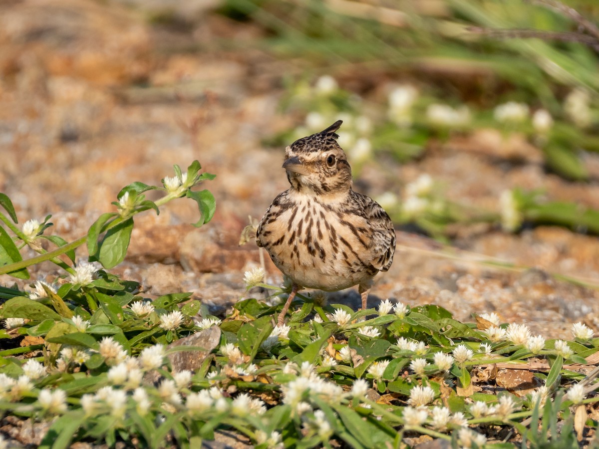 Malabar Lark - ML500183181