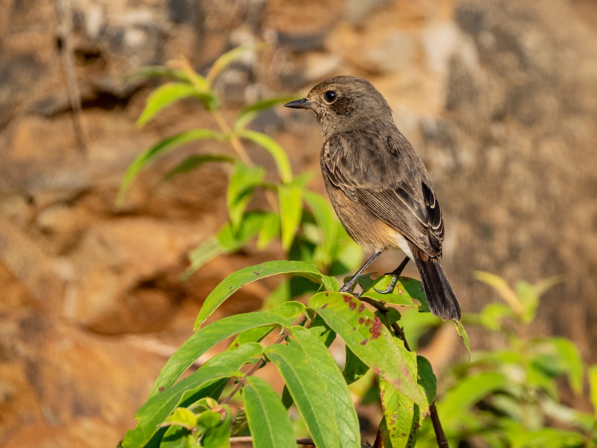 Pied Bushchat - ML500183231