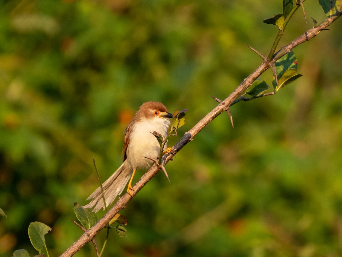 Yellow-eyed Babbler - ML500183501