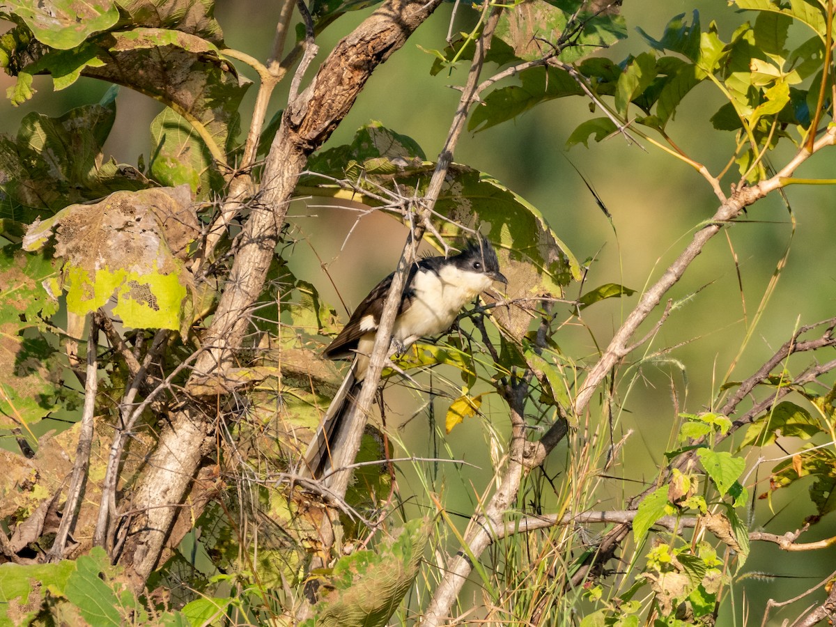 Pied Cuckoo - ML500183591