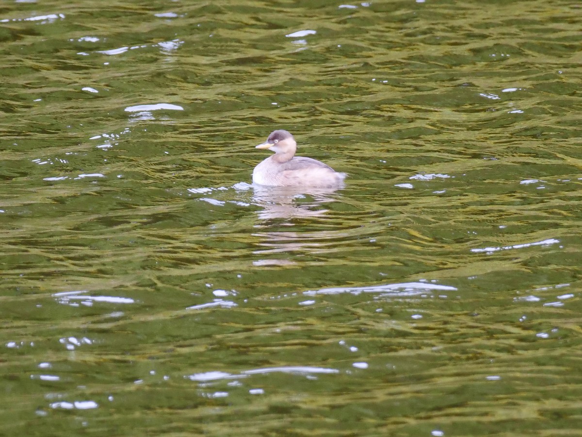 Little Grebe - Alex Chen