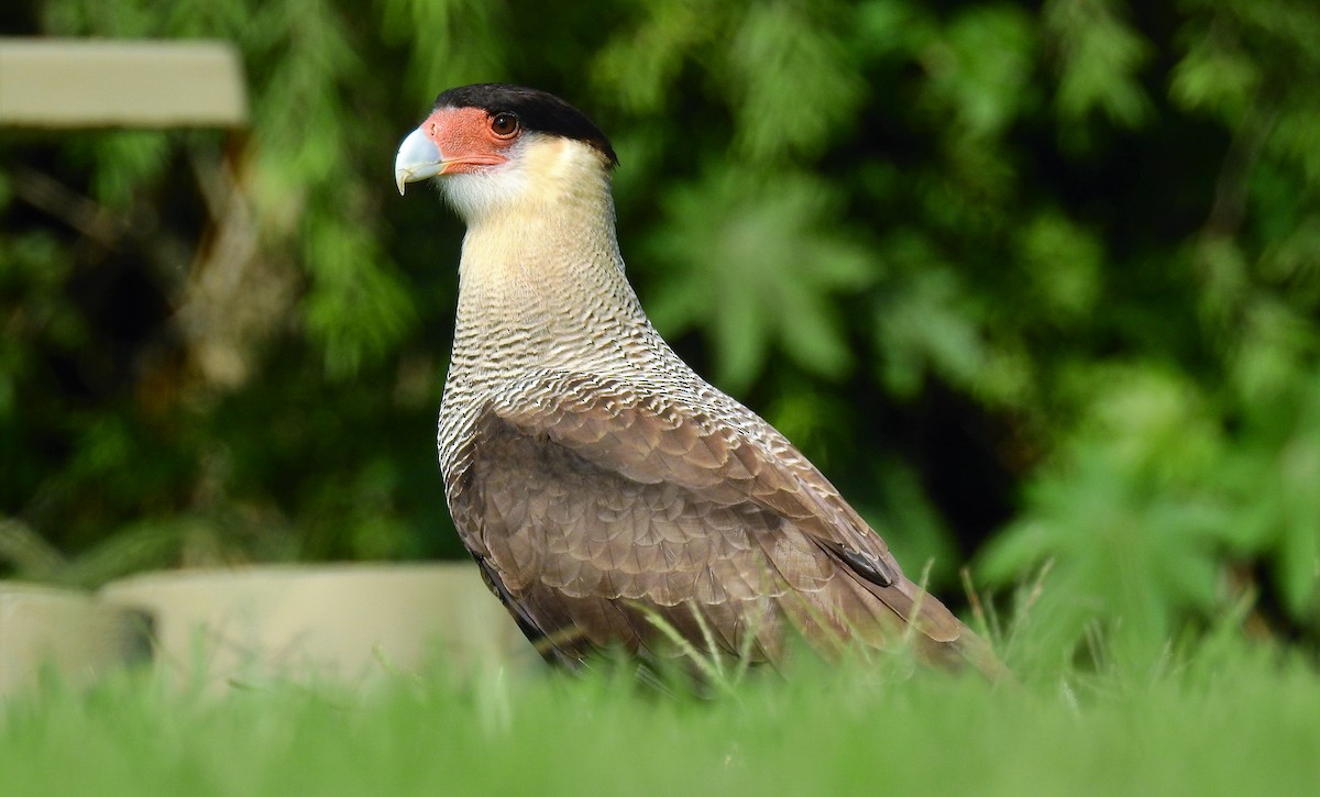 Caracara huppé (plancus) - ML50018431