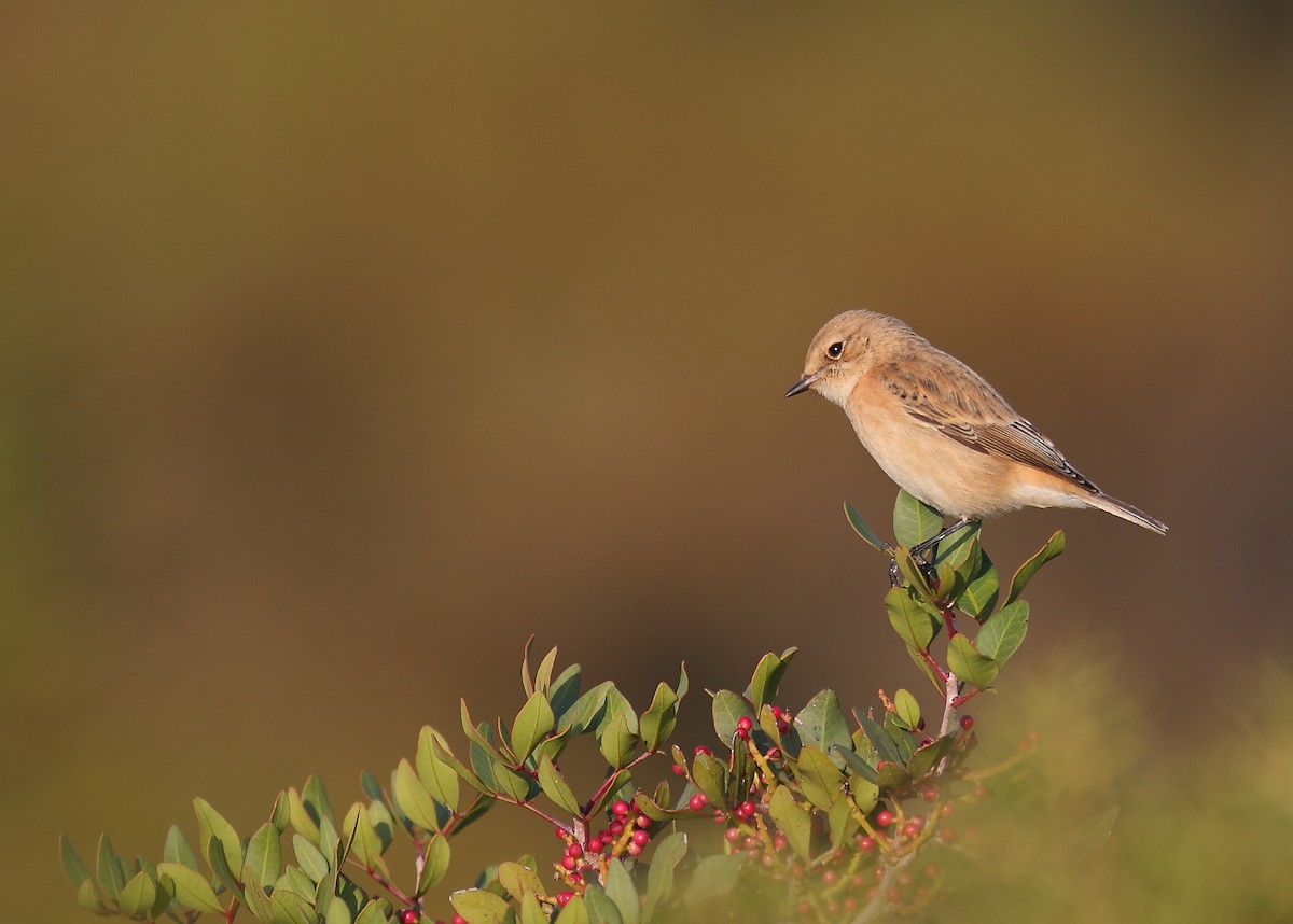 Siberian Stonechat - ML500184841