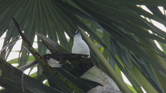 Bali Myna - ML500185261