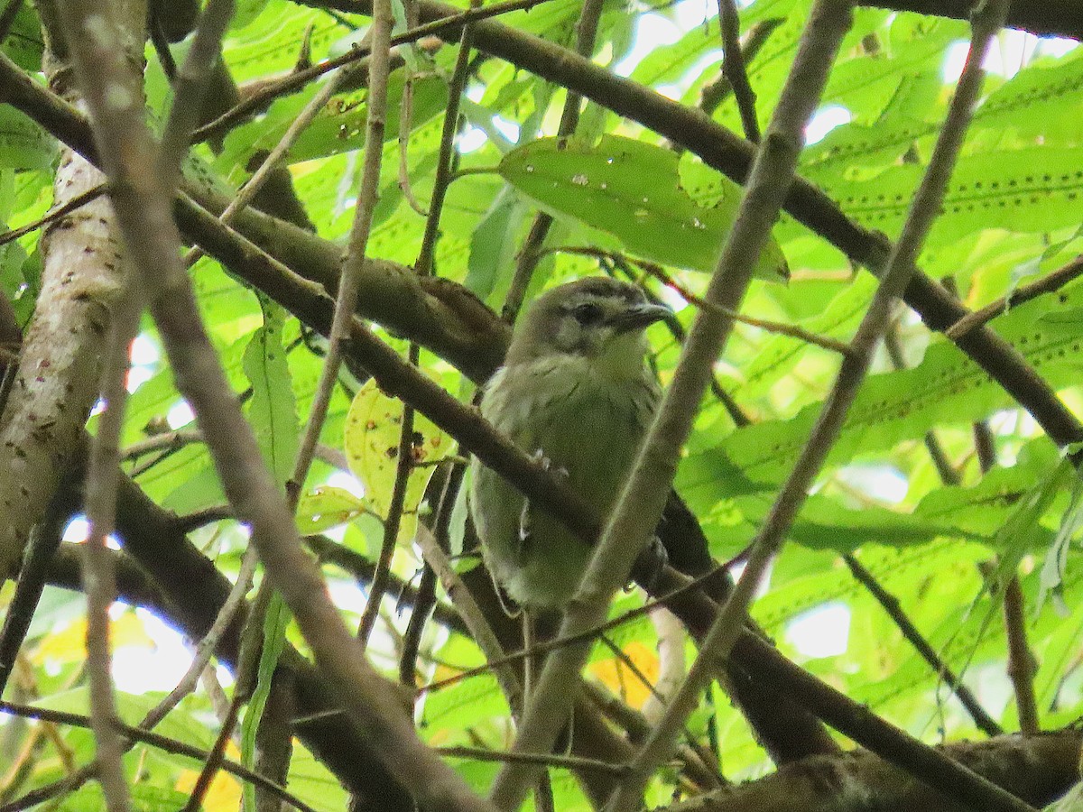 Negros Striped-Babbler - ML500186381