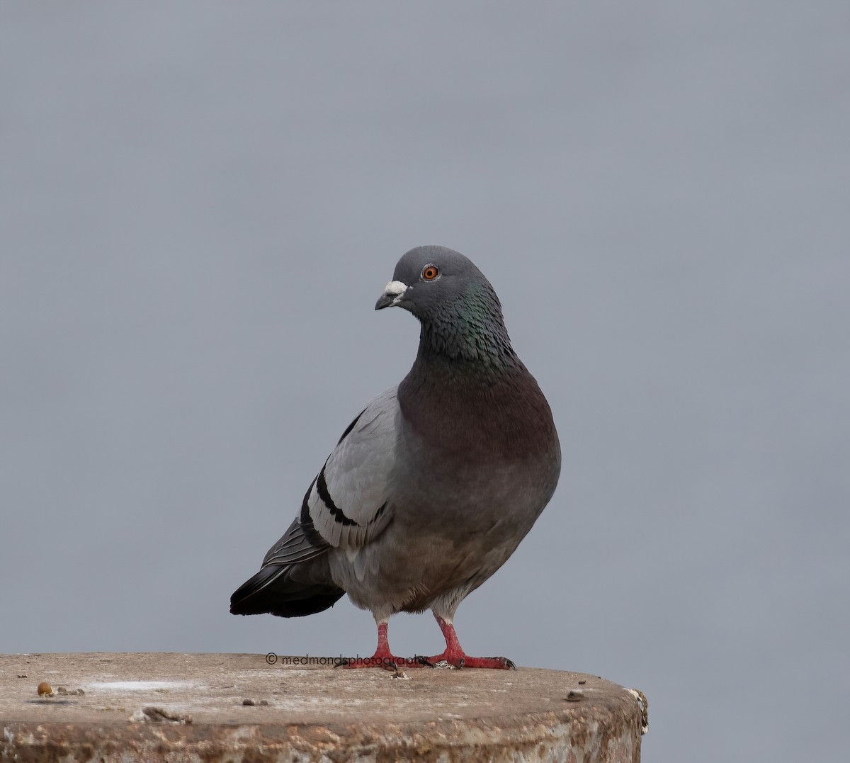 Rock Pigeon (Feral Pigeon) - ML500186531