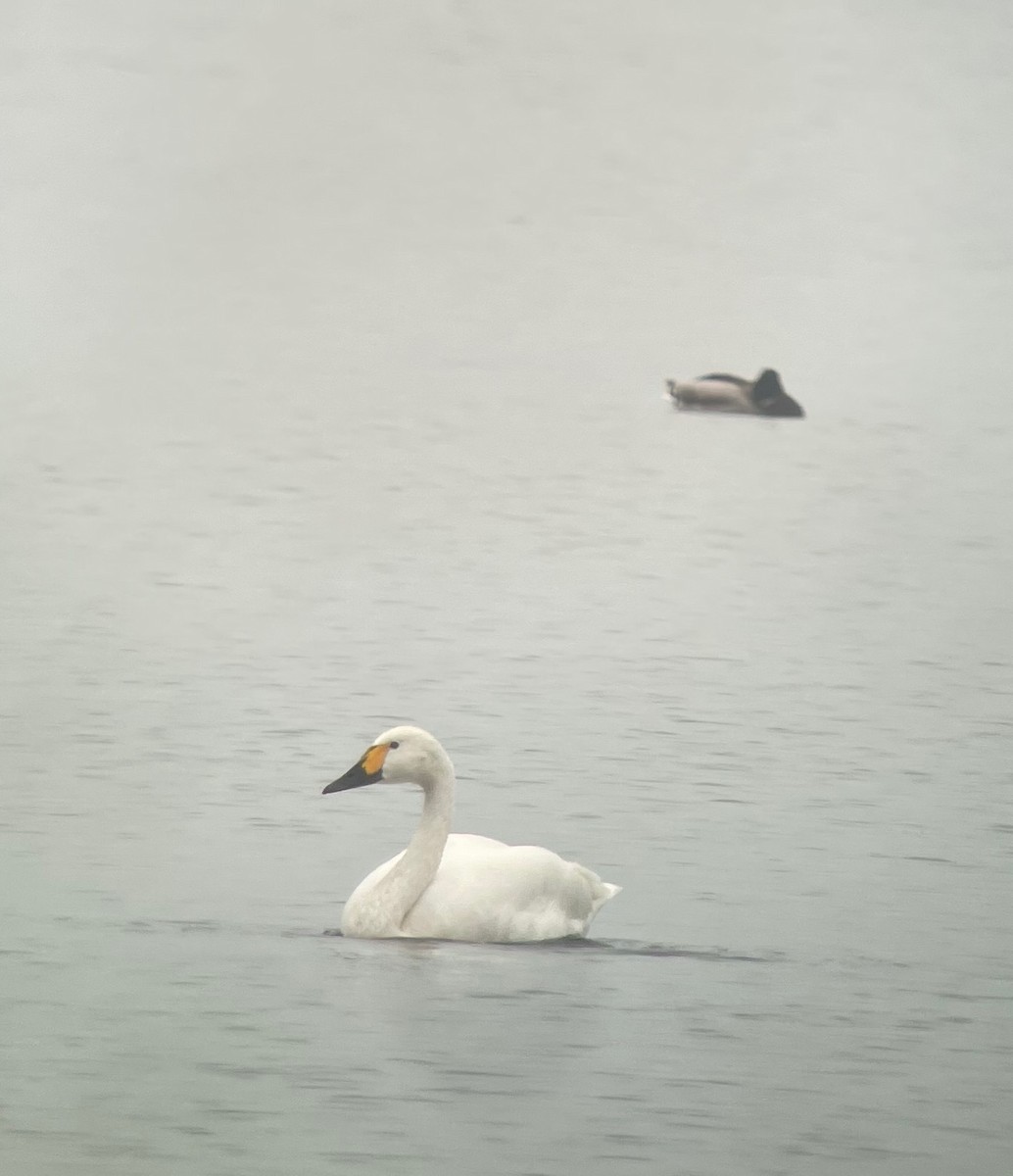 Tundra Swan (Bewick's) - ML500186611