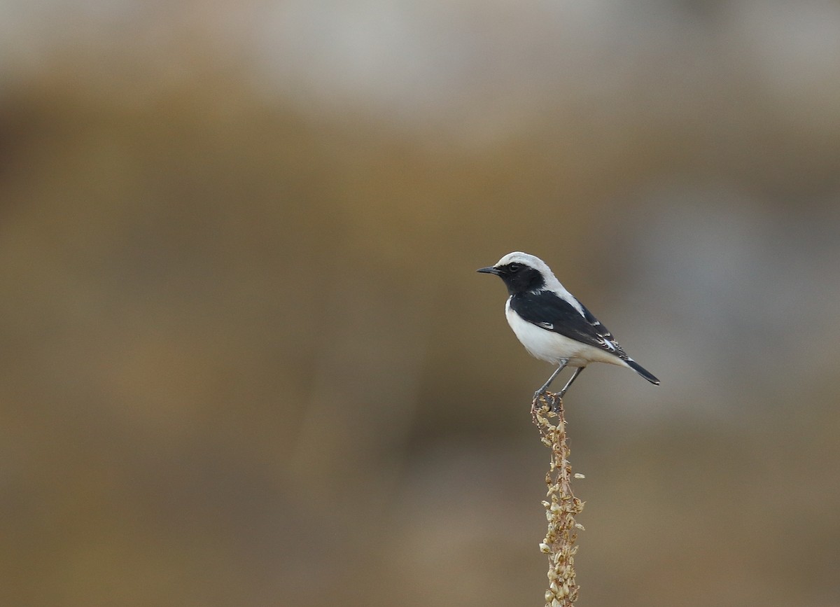 Finsch's Wheatear - Thanasis Tsafonis