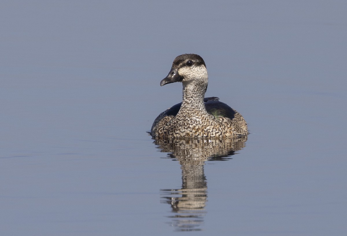 Green Pygmy-Goose - Marie Lister