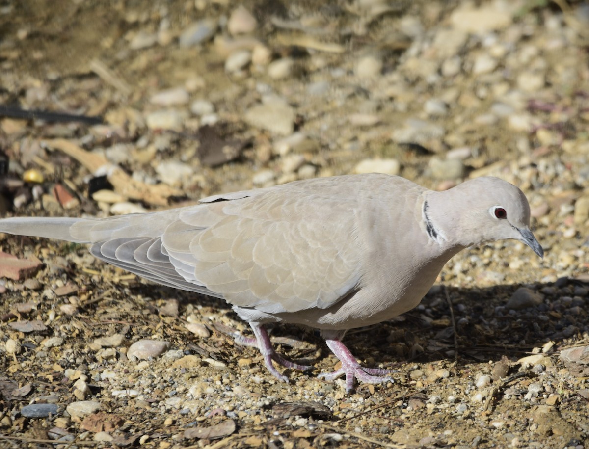 Eurasian Collared-Dove - ML500187111