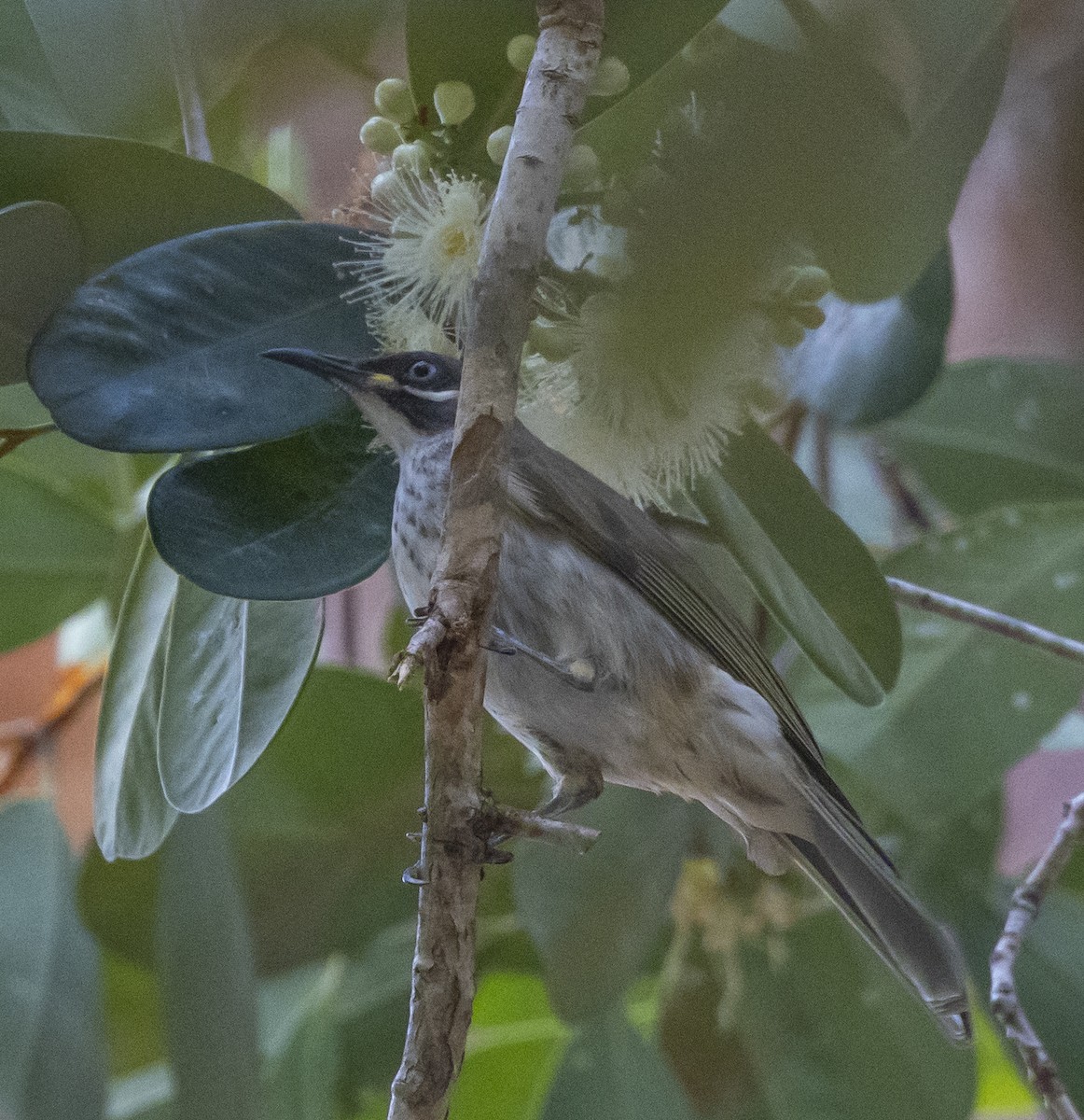 White-lined Honeyeater - Marie Lister