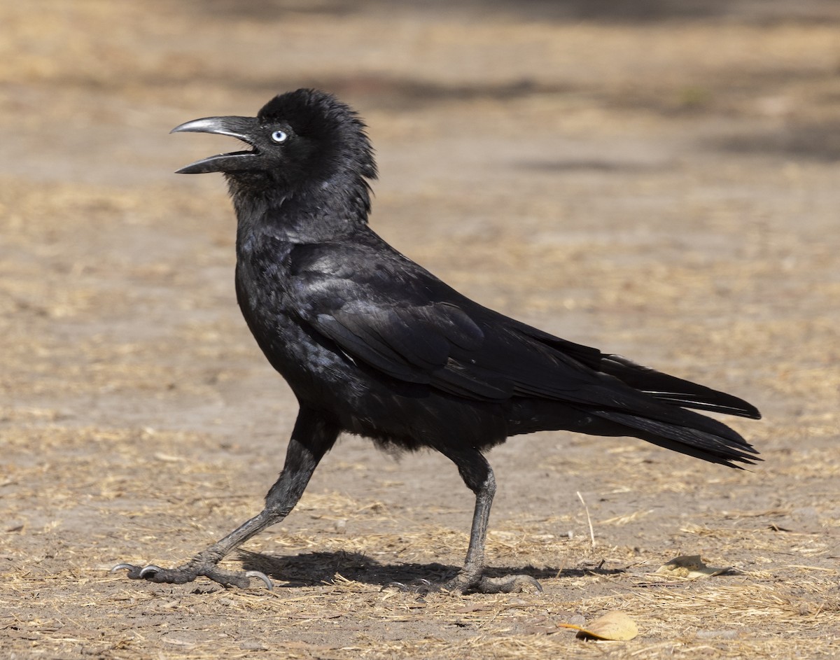 Torresian Crow - ML500187341