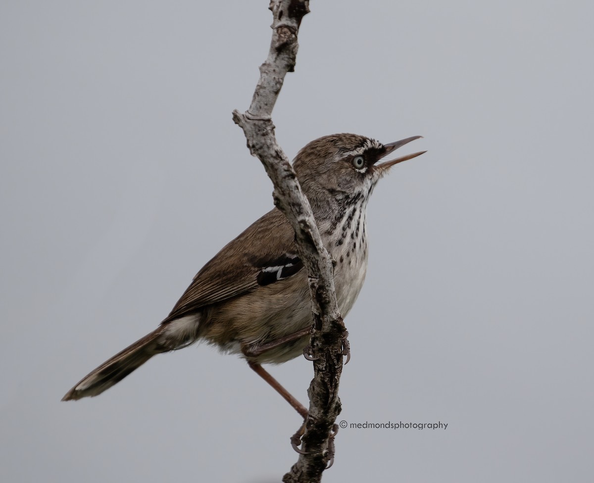 Spotted Scrubwren - ML500187671