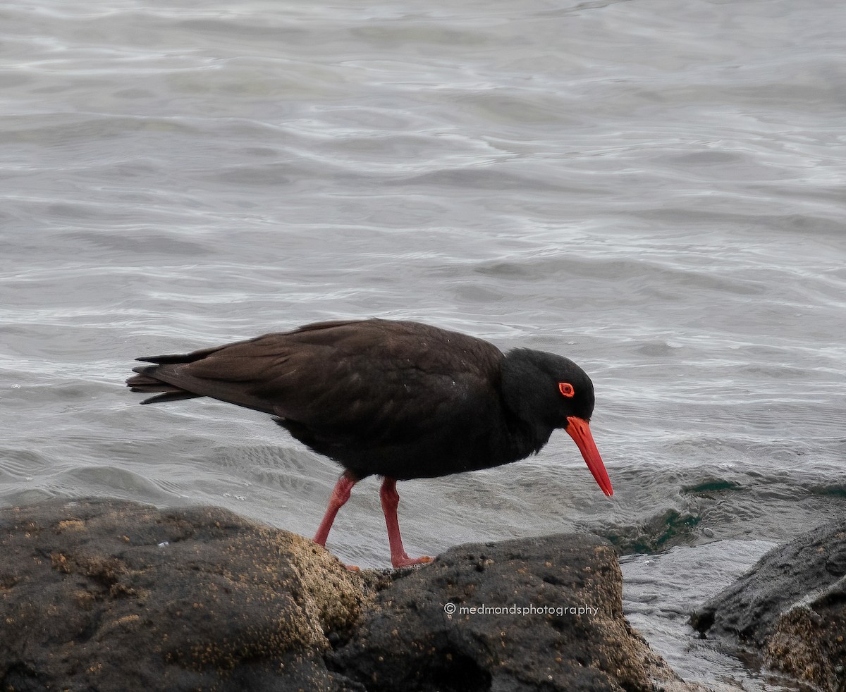 Sooty Oystercatcher - ML500188001