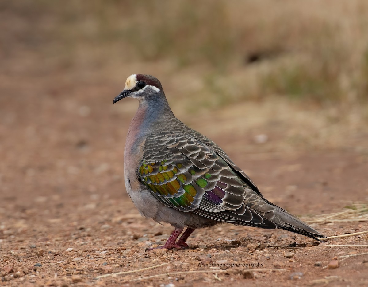 Common Bronzewing - ML500188141