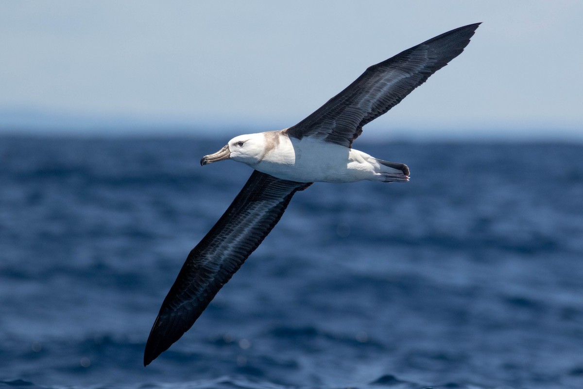 Black-browed Albatross - Felix Watson