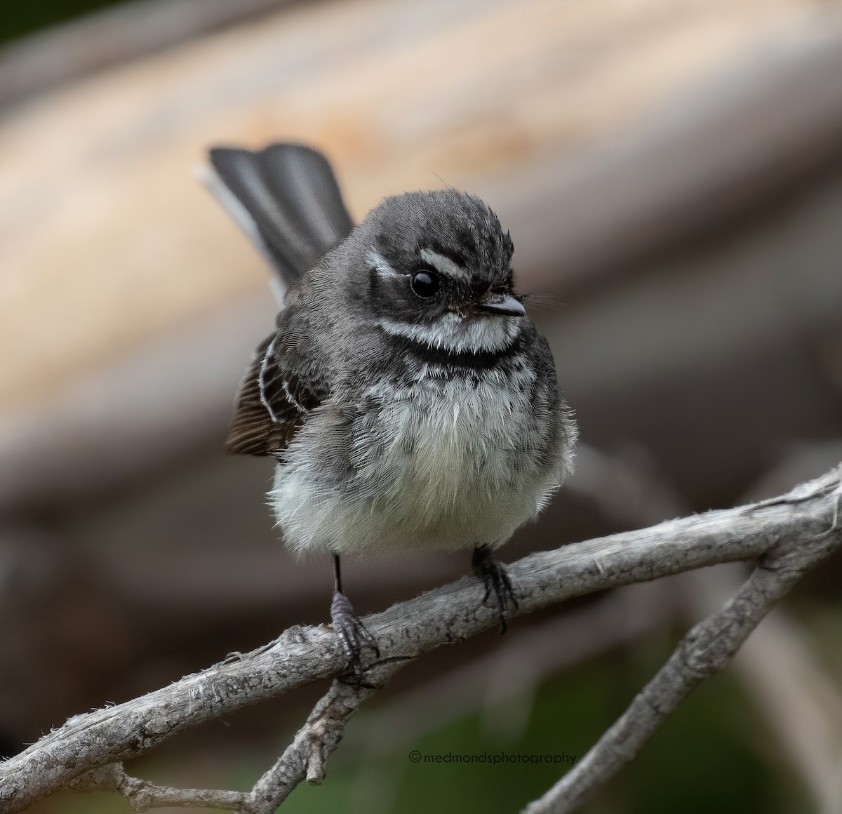 Gray Fantail - ML500188521